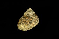 藏品(草蓆鐘螺)的圖片